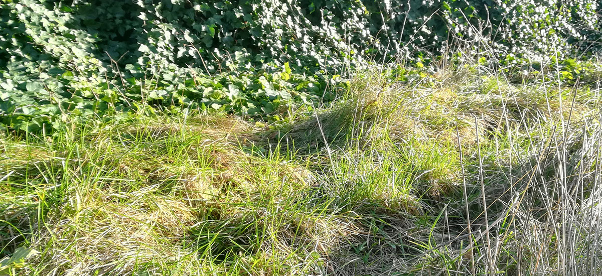 have-1200-gras have-1200-gras