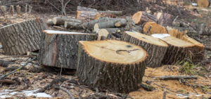 Træer fældes og fjernes