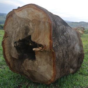 Store træer fjernes
