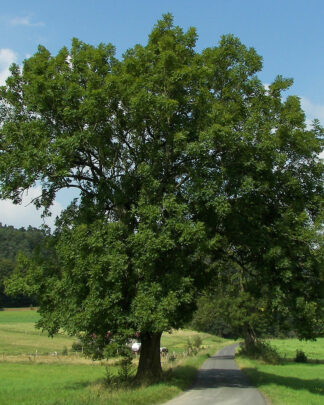 https://commons.wikimedia.org/wiki/File:Fraxinus_excelsior_001.jpg