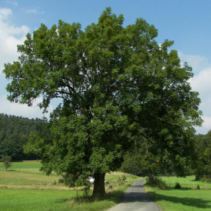 https://commons.wikimedia.org/wiki/File:Fraxinus_excelsior_001.jpg